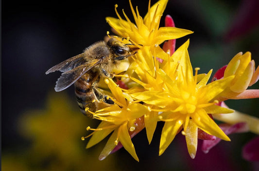 Plant A Pollinator Garden For Earth Day!