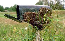 It's Swarm Season in Northeast Indiana