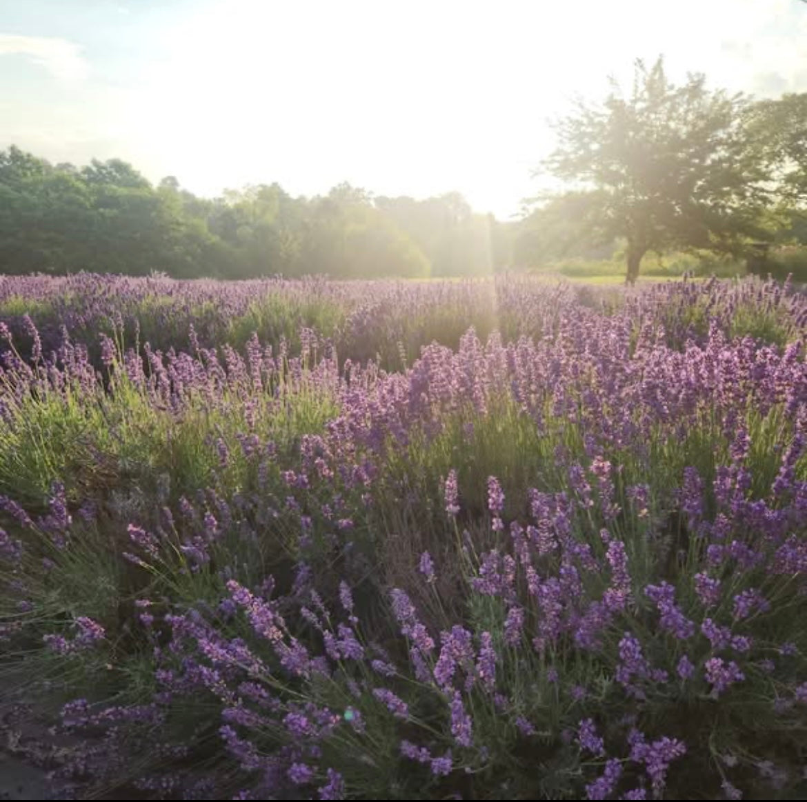 Lavender Blossom Honey