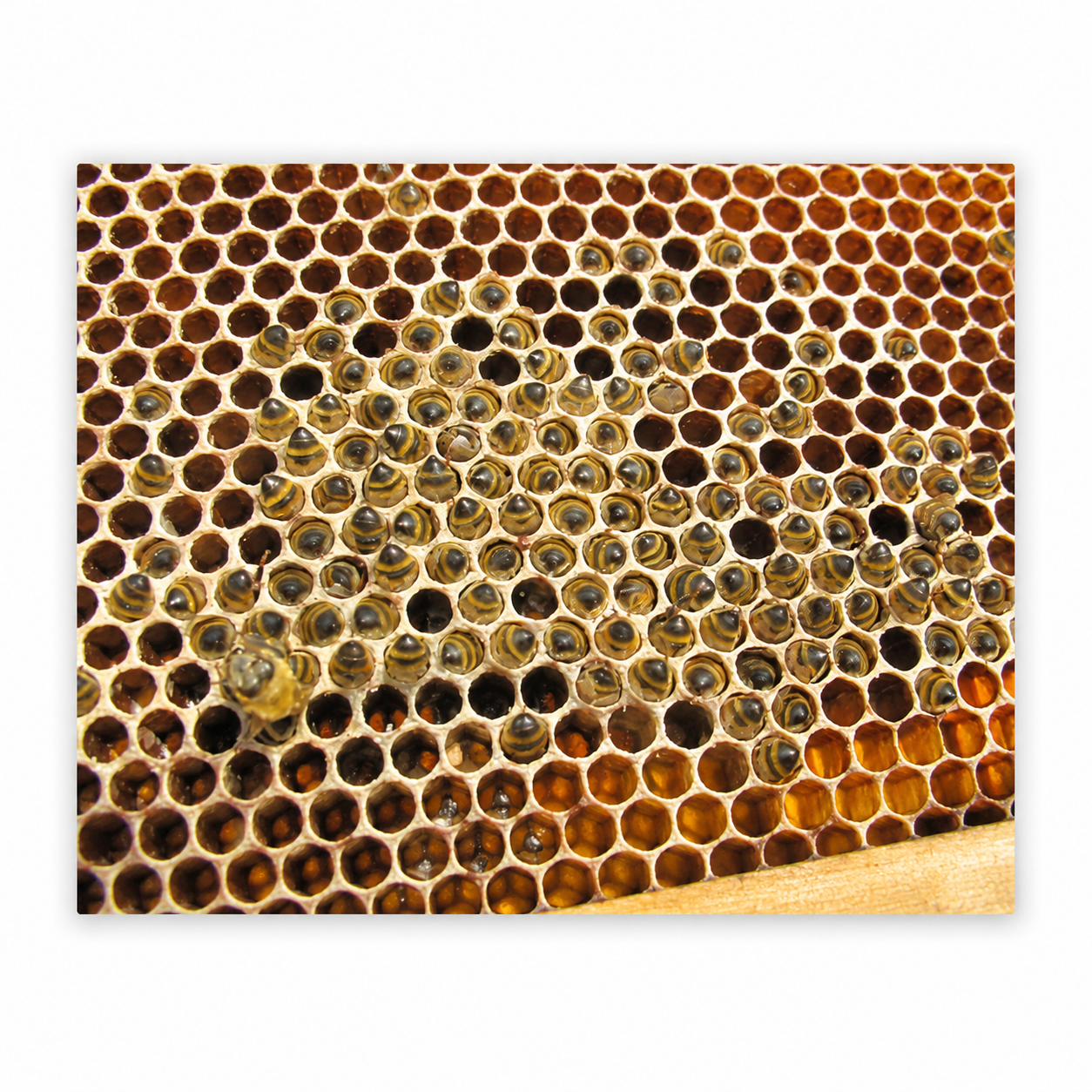 Winter Bee Starvation and Honey Accessibility in Cold Climate Beekeeping