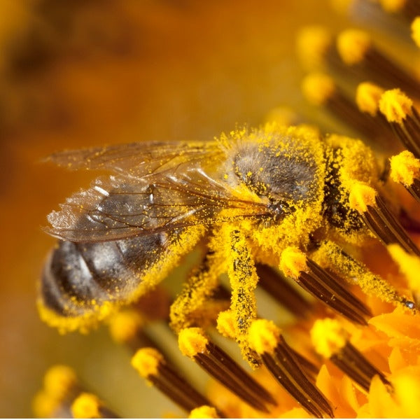 honey bee pollen