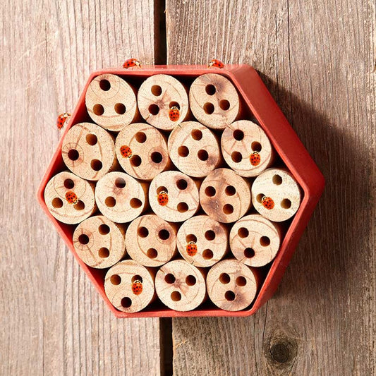 Ladybug Insect House