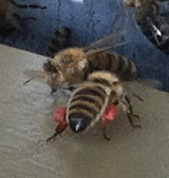 Honey bees and Pollen