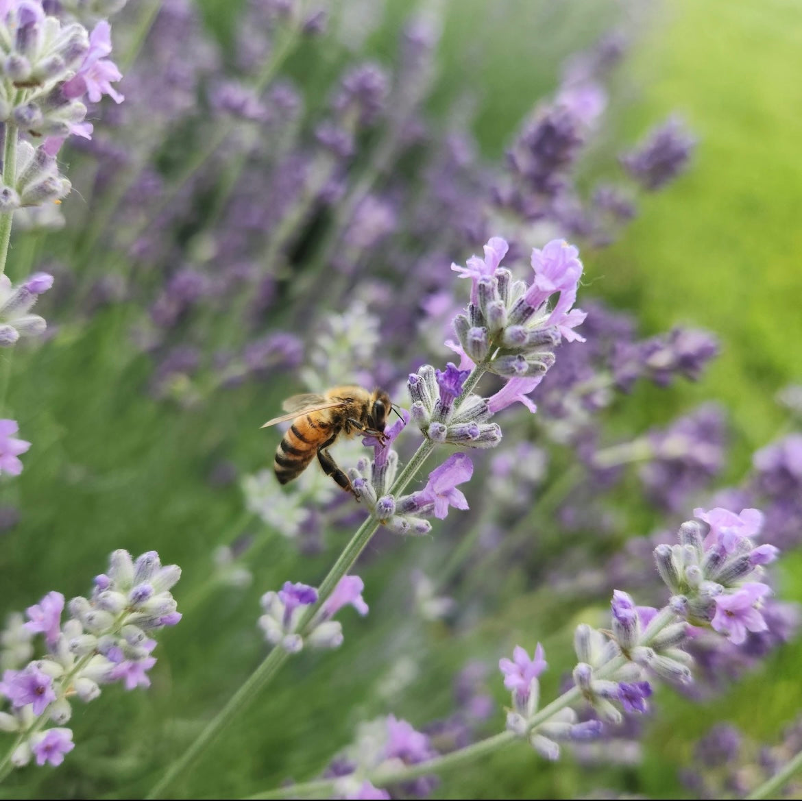 Lavender Blossom Honey