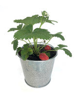 Garden-In-A-Pail