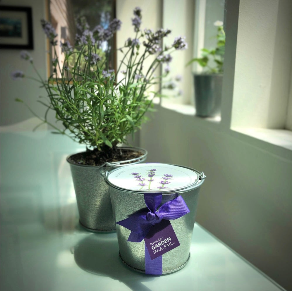 Garden-In-A-Pail