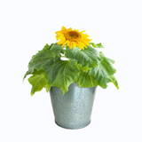 Garden-In-A-Pail