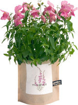 Garden-In-A-Bag