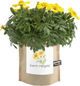Garden-In-A-Bag