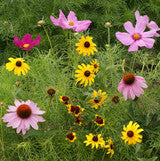 Garden Sprinkles - Seed Tin
