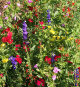 Garden Sprinkles - Seed Tin