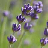Garden Sprinkles - Seed Tin