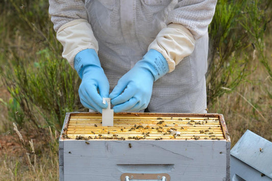 Apivar 2.0 Varroa Mite Treatment – 1 Strip NO SHIPPING