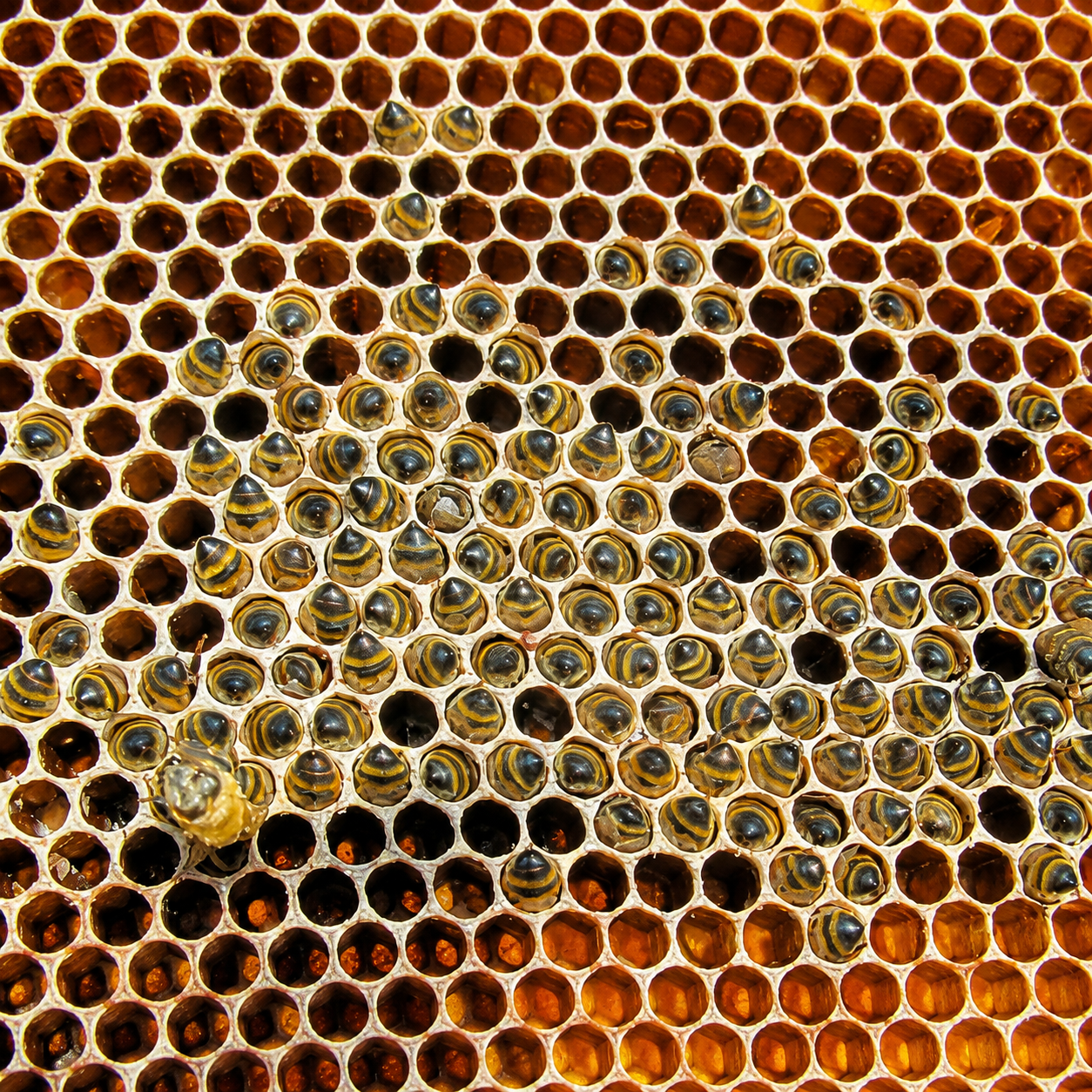 Winter Bee Starvation and Honey Accessibility in Cold Climate Beekeeping
