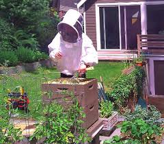 beekeeping services